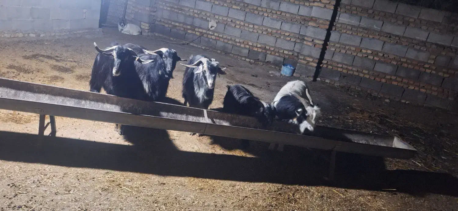 نر بز محلی|حیوانات مزرعه|گرگان, |دیوار