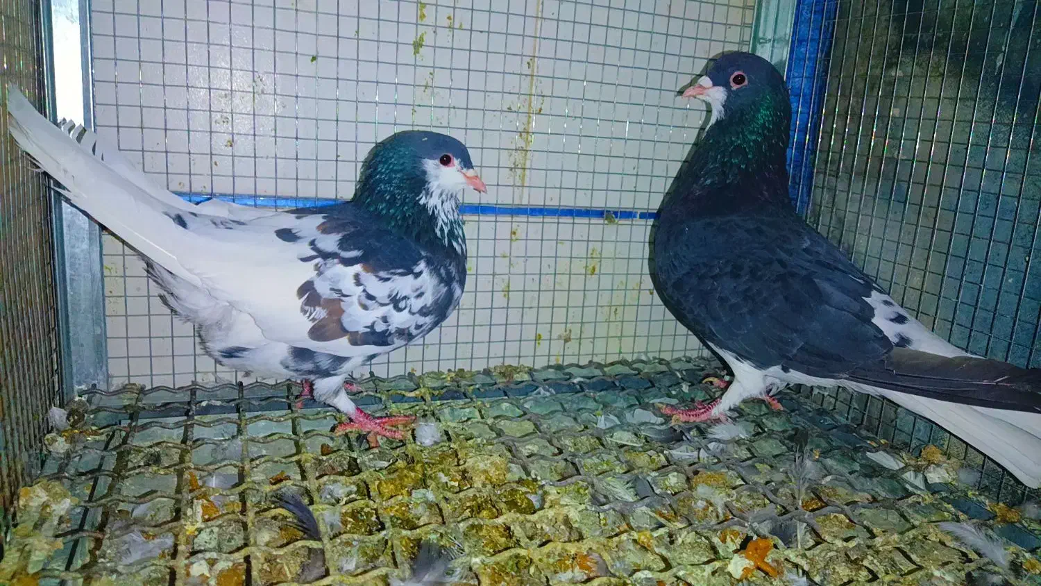 کفتر|پرنده|بهمن, |دیوار