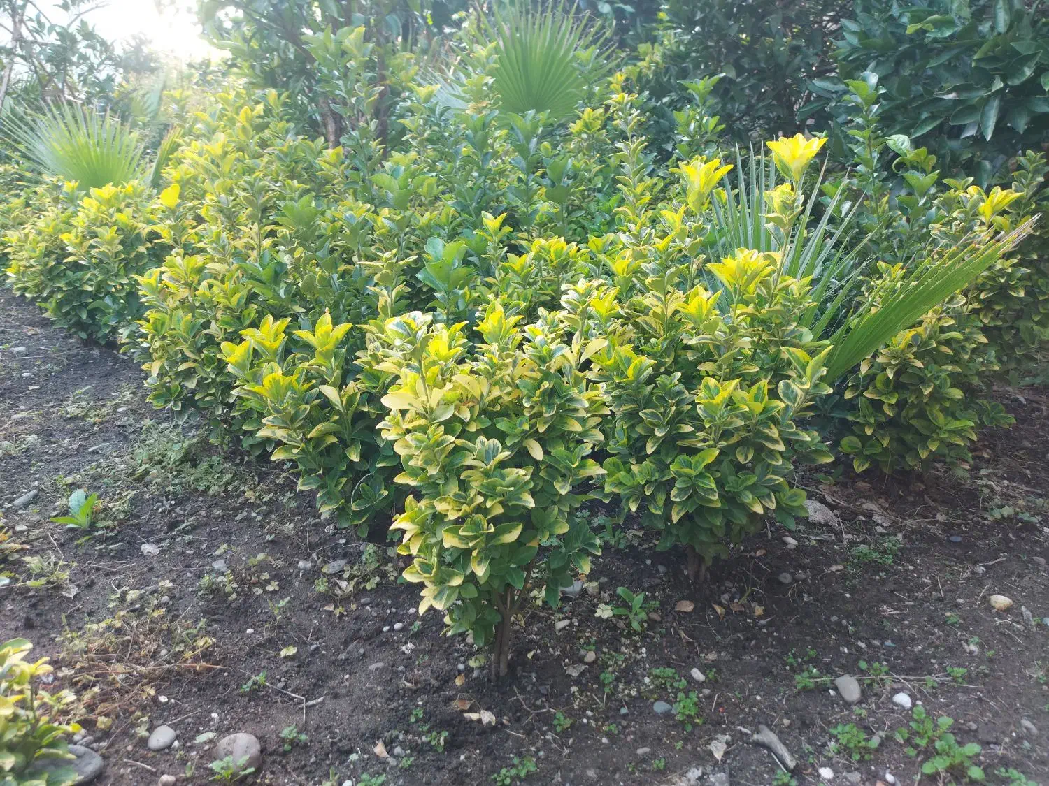 شمشاد طلایی زمینی|گل و گیاه طبیعی|رودسر, |دیوار