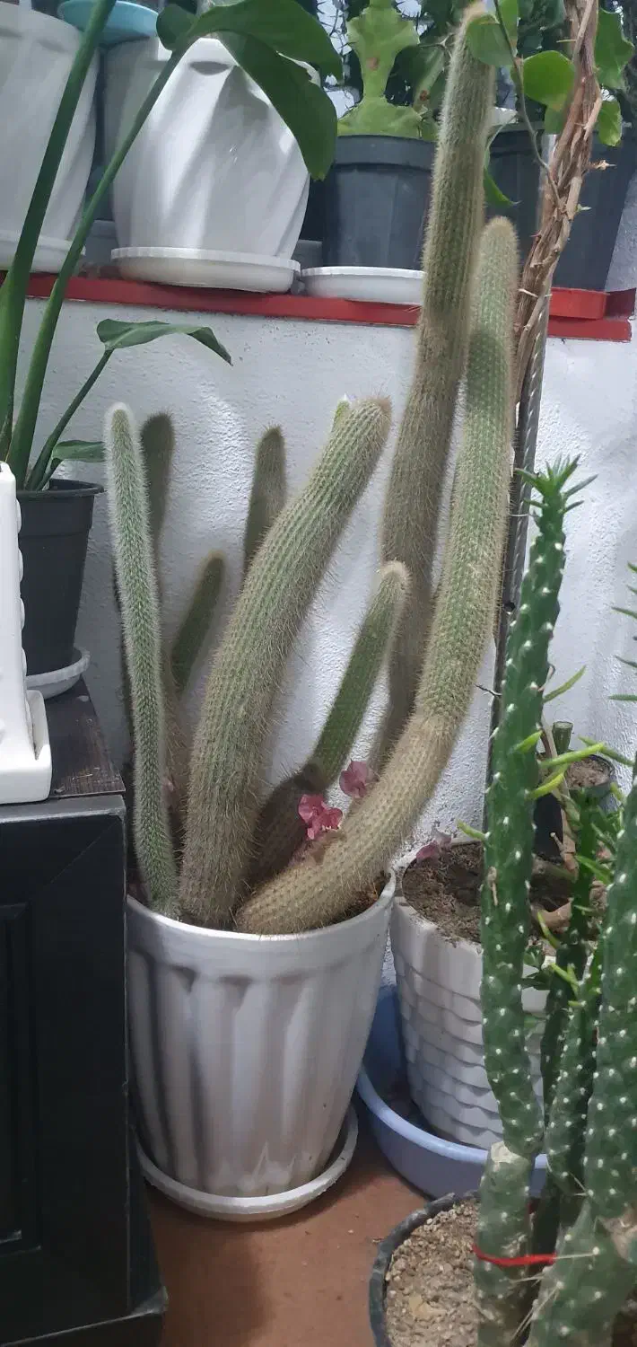 کاکتوس.معاوضه|گل و گیاه طبیعی|سهند, |دیوار