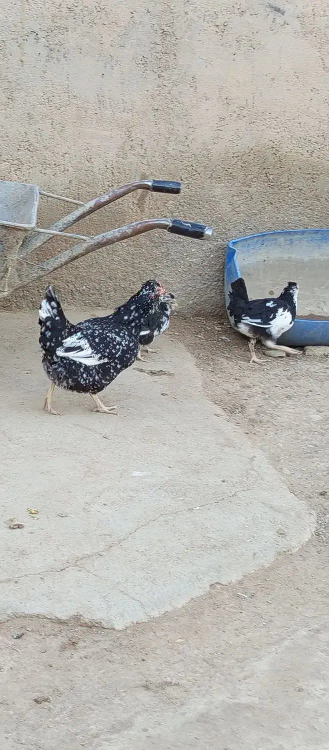 مرغ گلین شطرنجی با جوجه|حیوانات مزرعه|کرانی, |دیوار