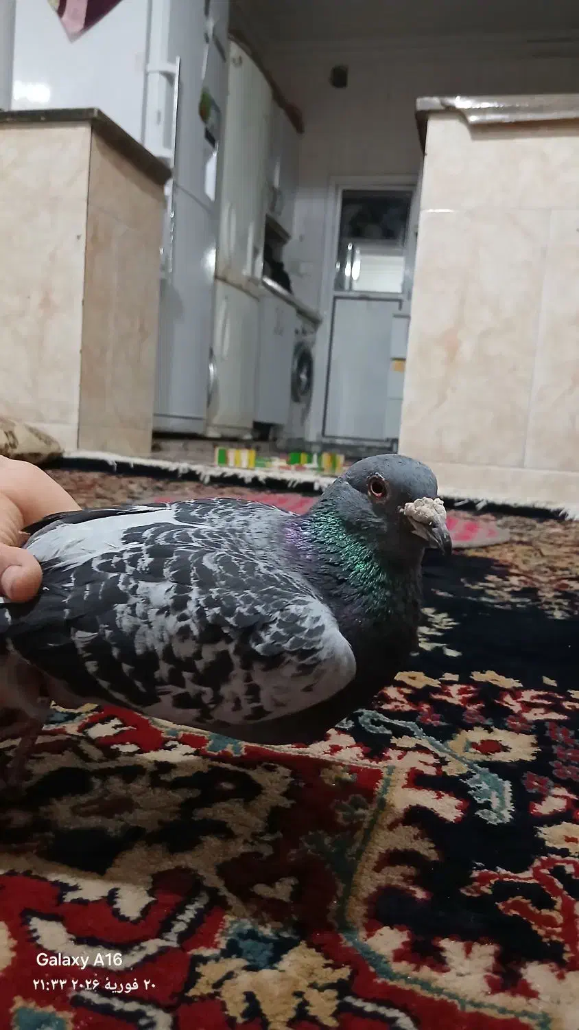 کبوتر|پرنده|نیشابور, مازول|دیوار