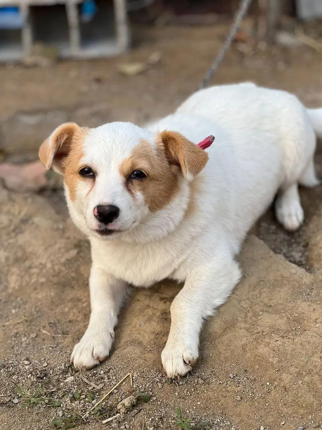 سگ ماده نژاد اشپیتز|سگ|ساری, |دیوار