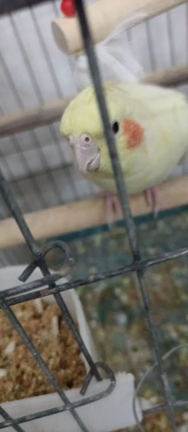 عروس هلندی|پرنده|حمیدیا, |دیوار