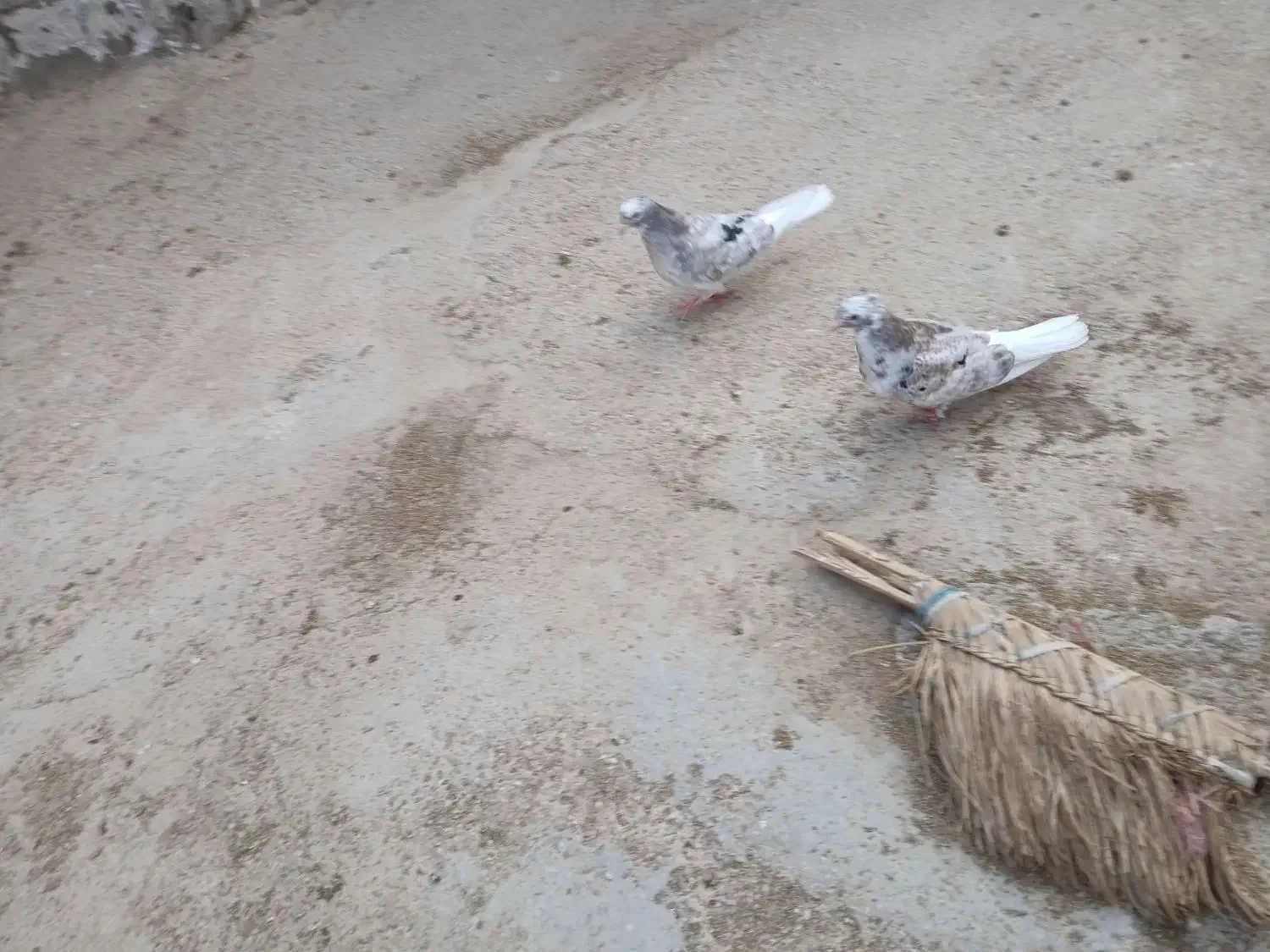 کبوتر|پرنده|اهواز, زرگان|دیوار