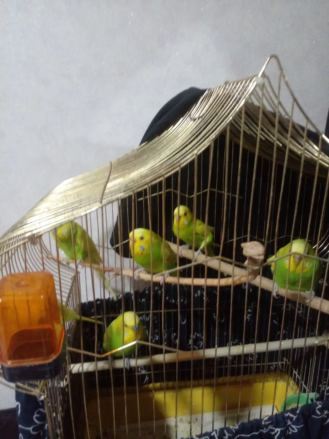 مرغ عشق دستی|پرنده|تهران, نیکنام|دیوار