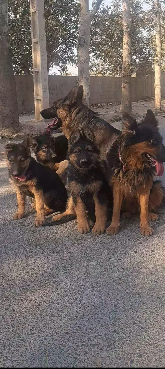 توله ژرمن سه ماهه|سگ|مشکین‌دشت, |دیوار