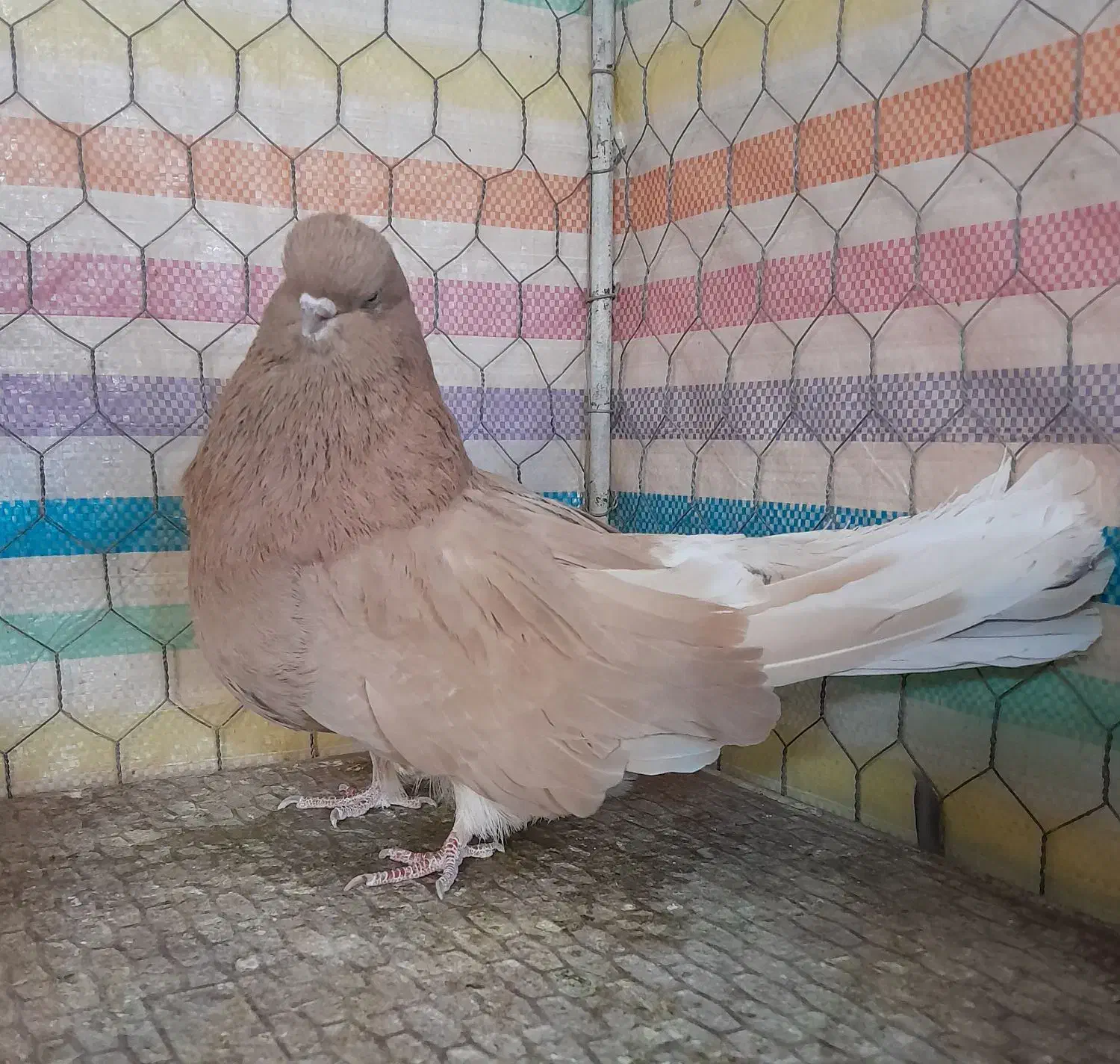 سرور|پرنده|زنجان, |دیوار