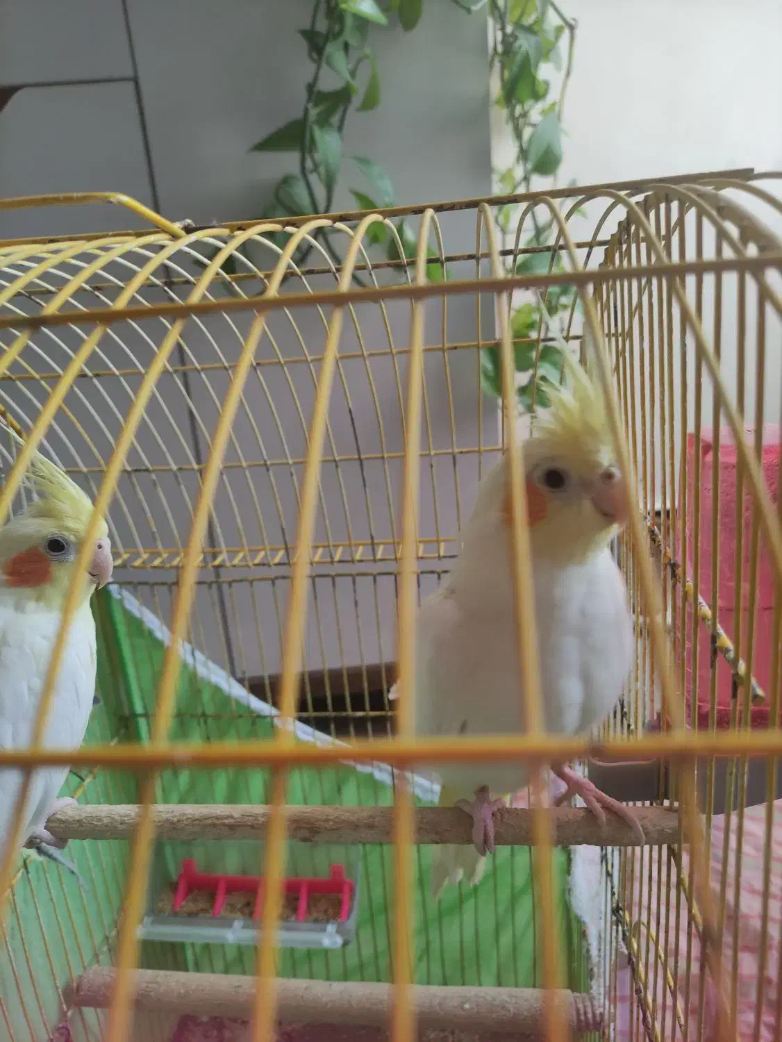 عروس هلندی|پرنده|امیدیه, |دیوار