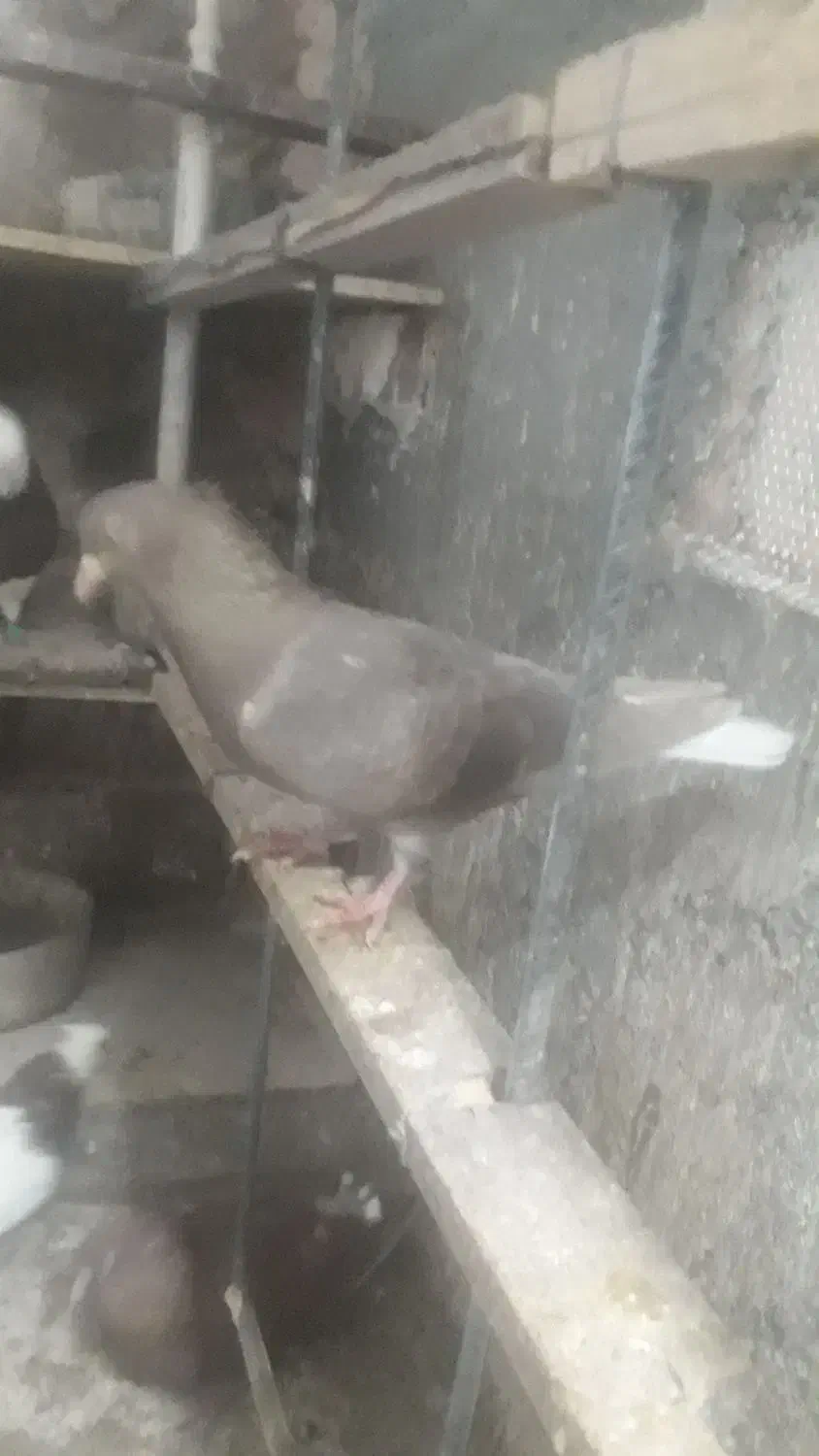 سلام خدمت عشق بازان دوتا ماده دمسفید|پرنده|سبزوار, طبرسی (جعفرآباد)|دیوار