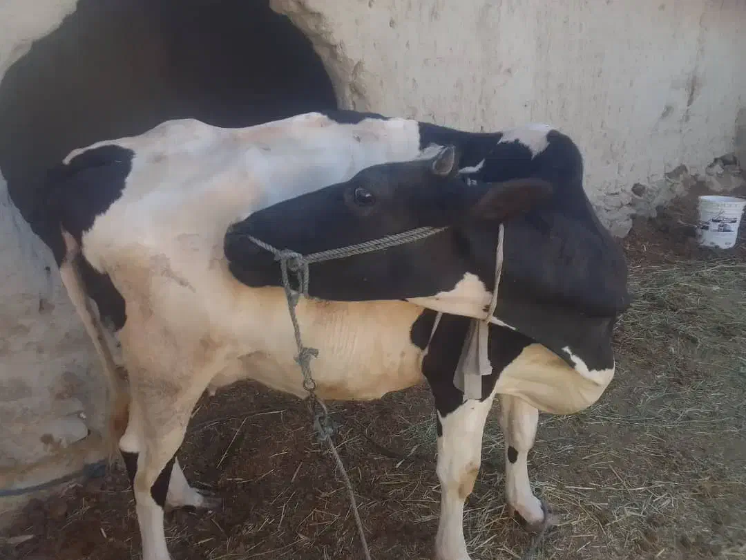 گاو خوب|حیوانات مزرعه|هیدوچ, |دیوار