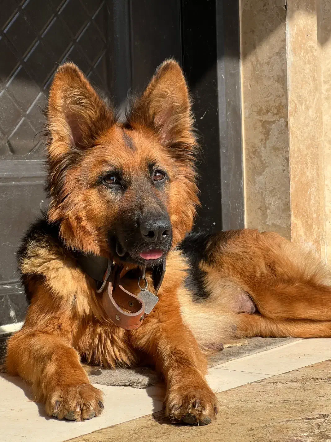 واگذاری سگ ژرمن ماده عقیم شده|سگ|نوشهر, |دیوار