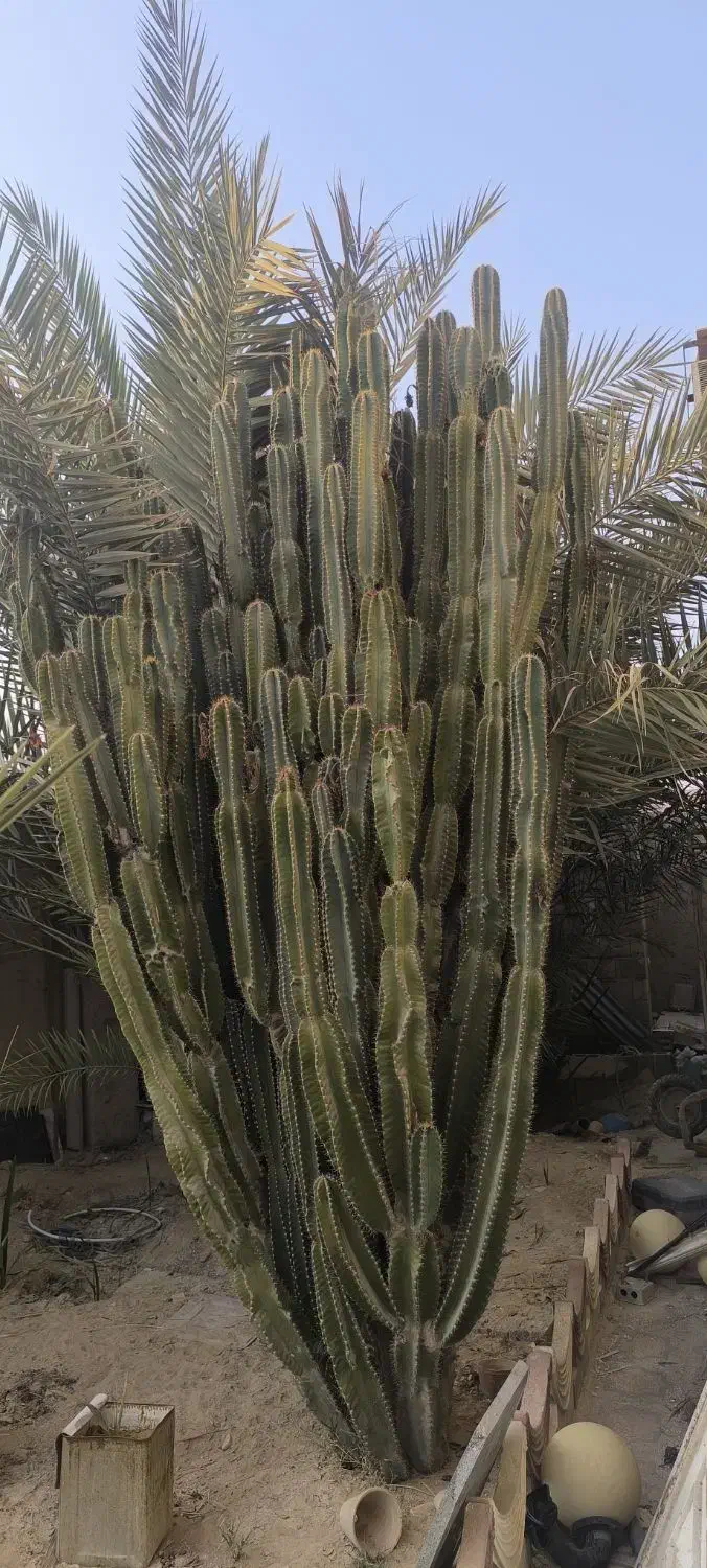 فروش کاکتوس 4/5متر|گل و گیاه طبیعی|خورموج, |دیوار