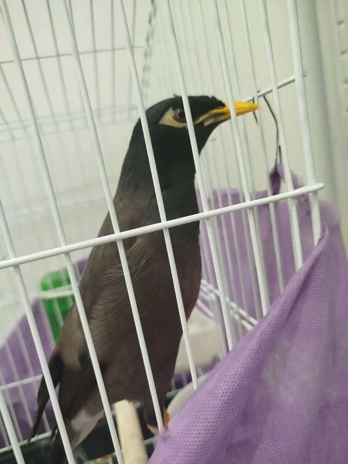 پرنده مینا نر افغانی|پرنده|سبزوار, قلعهنو دهزار|دیوار