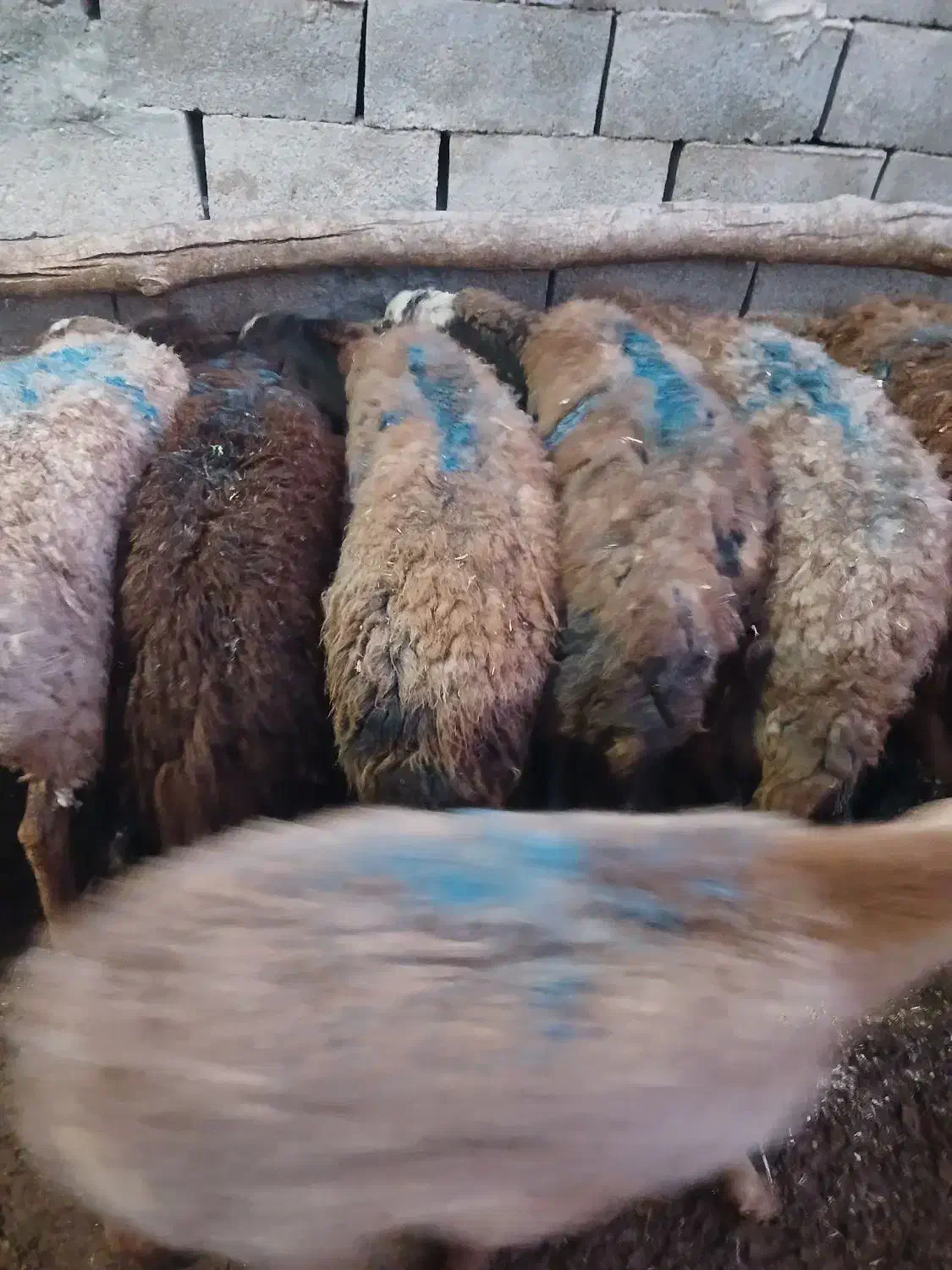 سلام ۱۱ عدد میشه خیلی خوب ه فروش میرسد|حیوانات مزرعه|تربت جام, کلالی|دیوار