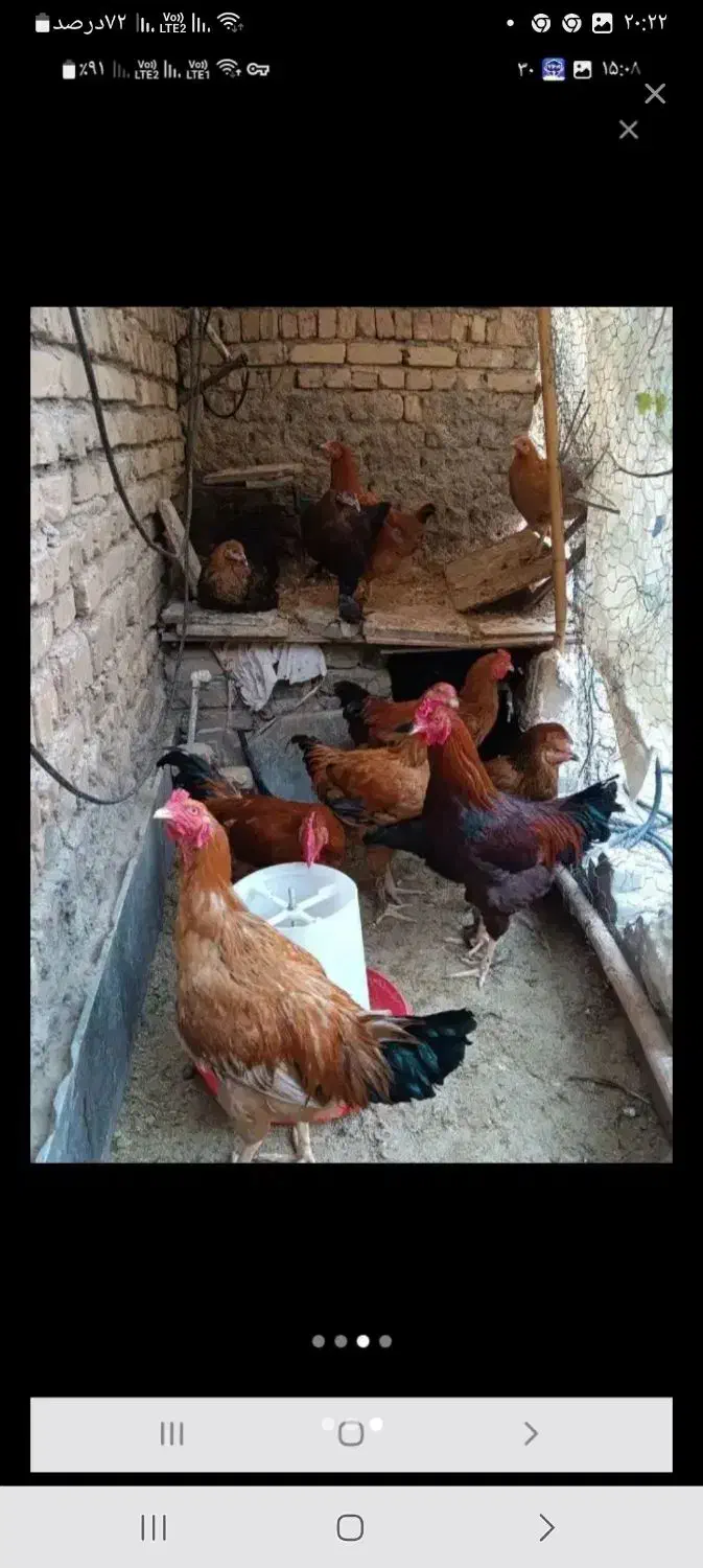 فروش خروس جوان سالم وسنگین وزن|حیوانات مزرعه|هشتگرد, هشتگرد قدیم|دیوار