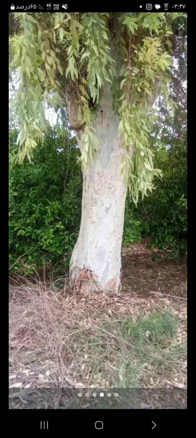 خریدار چوب|خدمات باغبانی و درختکاری|شوشتر, |دیوار