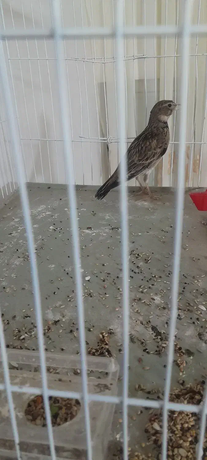 سهره خاکی نر مست بخون|پرنده|پاکدشت, پاکدشت (مامازند)|دیوار