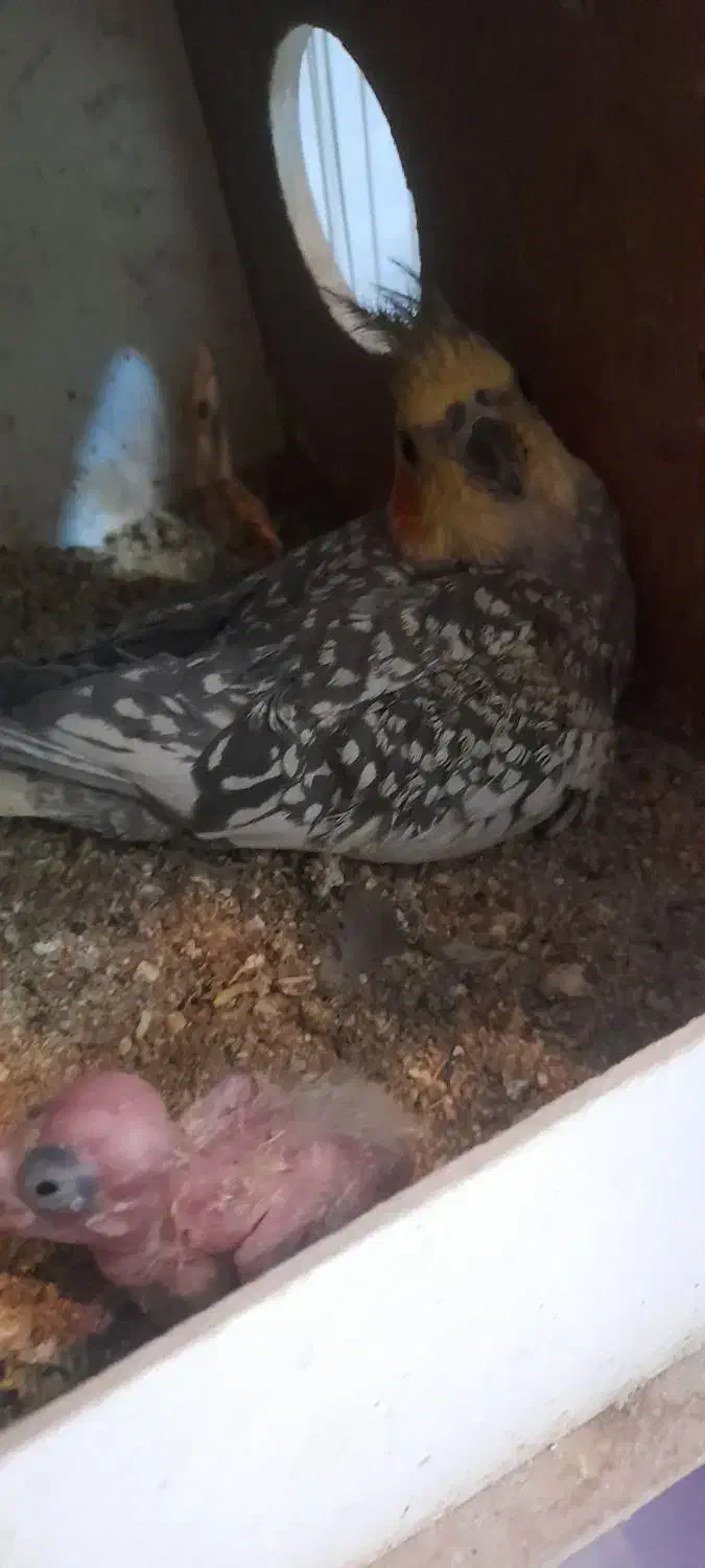 عروس هلندی|پرنده|قوچان, |دیوار