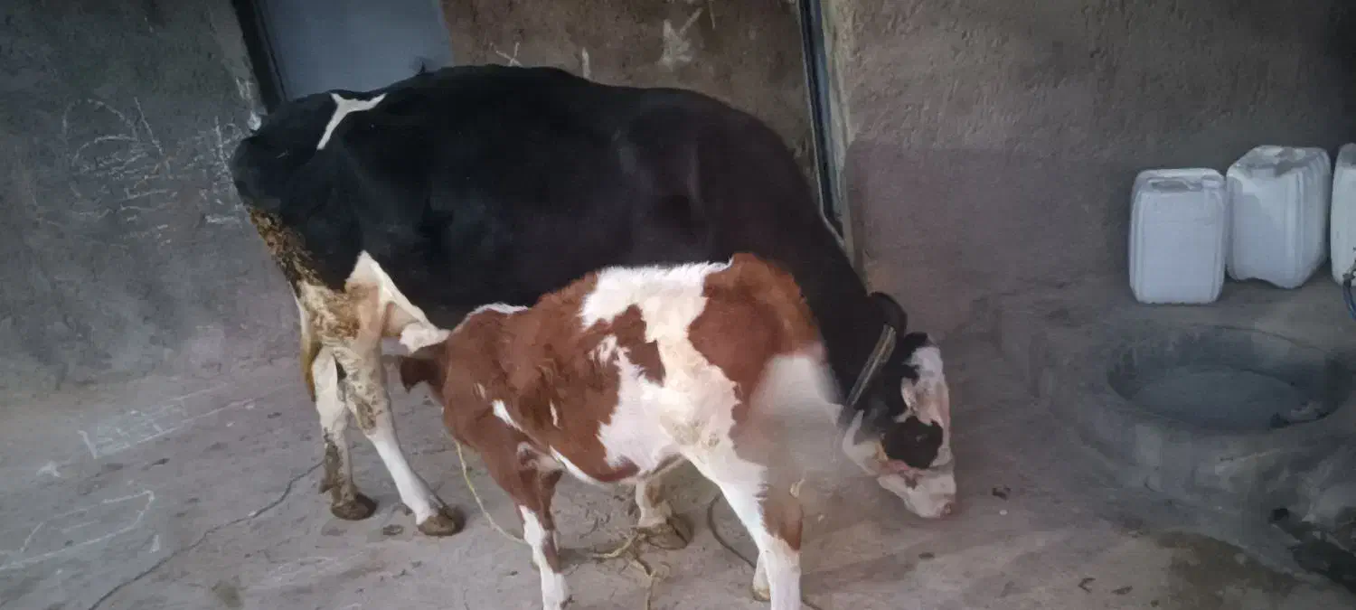 گاو گوساله ماده|حیوانات مزرعه|الیگودرز, |دیوار