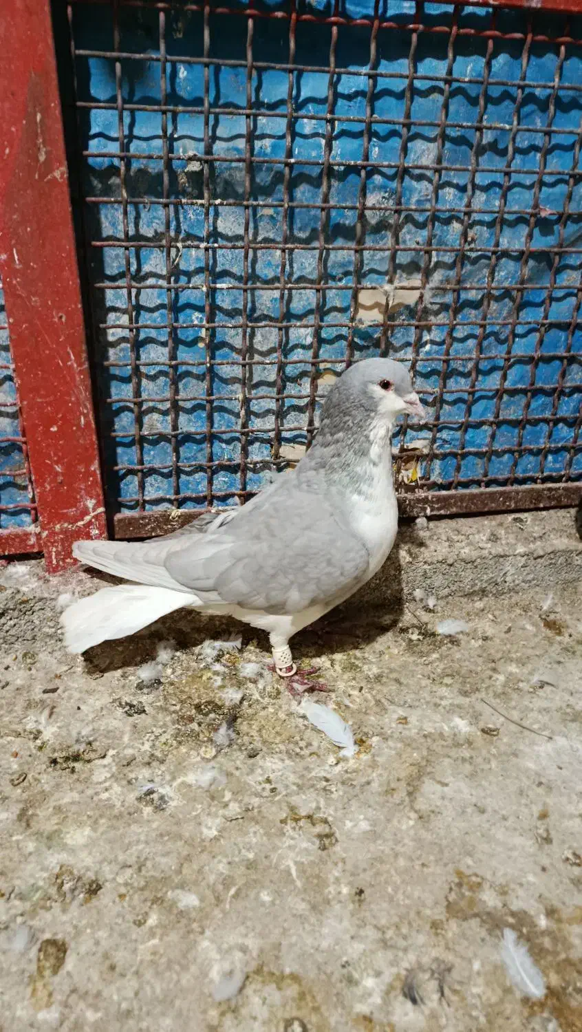 شهری الماسی|پرنده|مرودشت, ابوذر جنوبی|دیوار