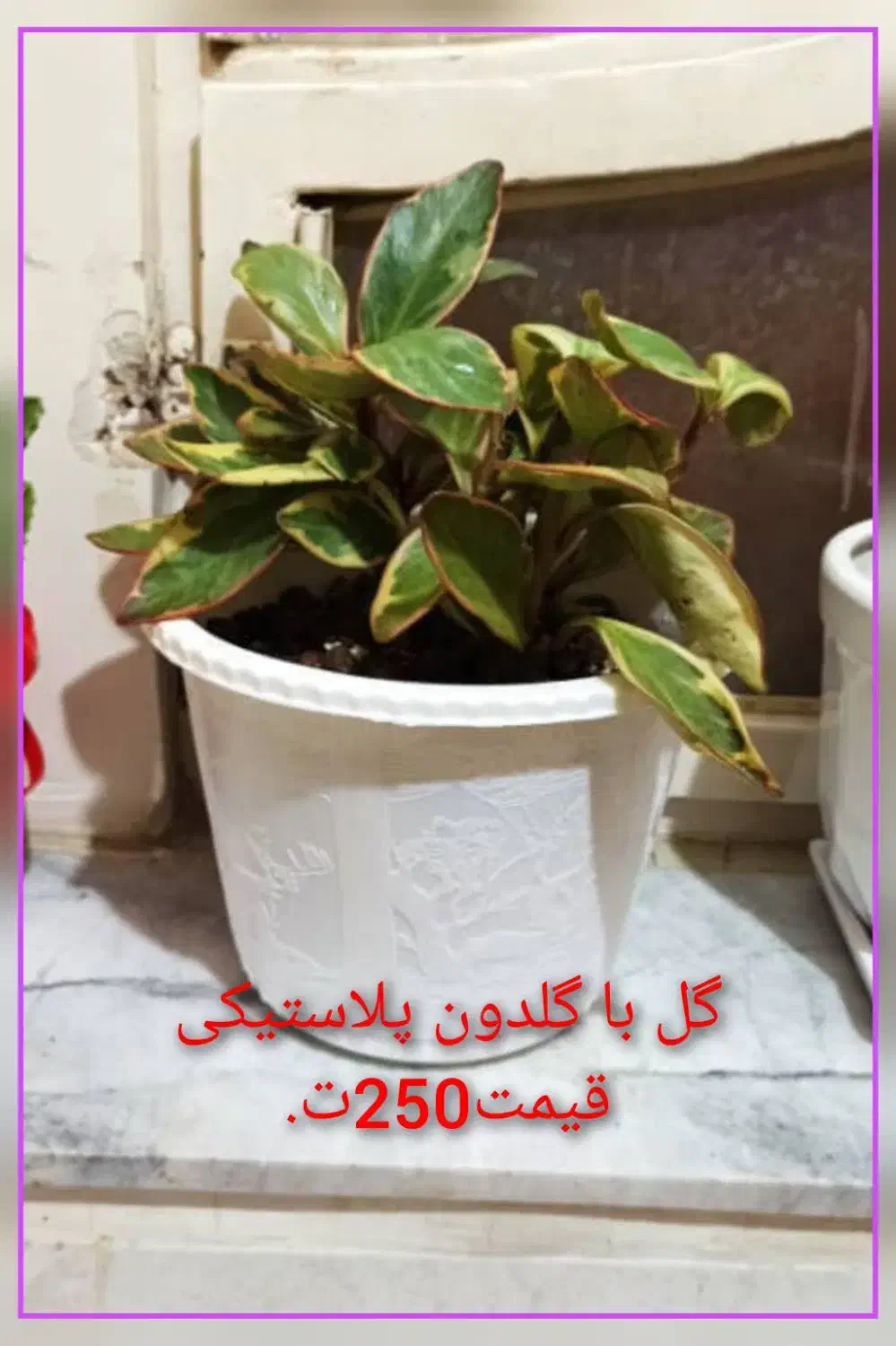 فروش گل....|گل و گیاه طبیعی|فولادشهر, C5|دیوار