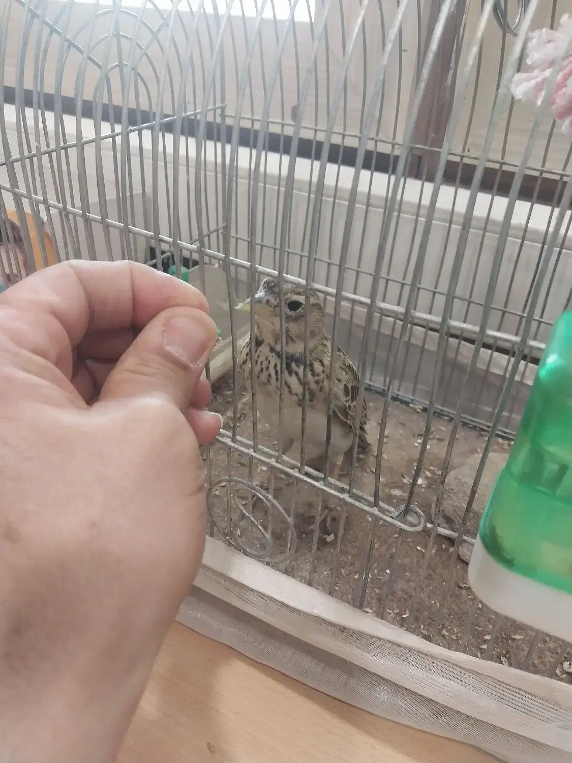 سهره قناری|پرنده|قدس, شهرقدس|دیوار