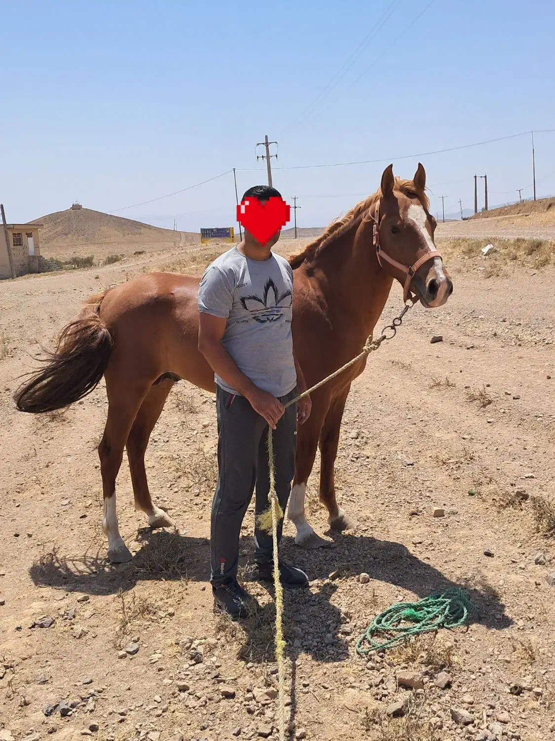 اسب|اسب و تجهیزات اسب‌سواری|قزوین, |دیوار