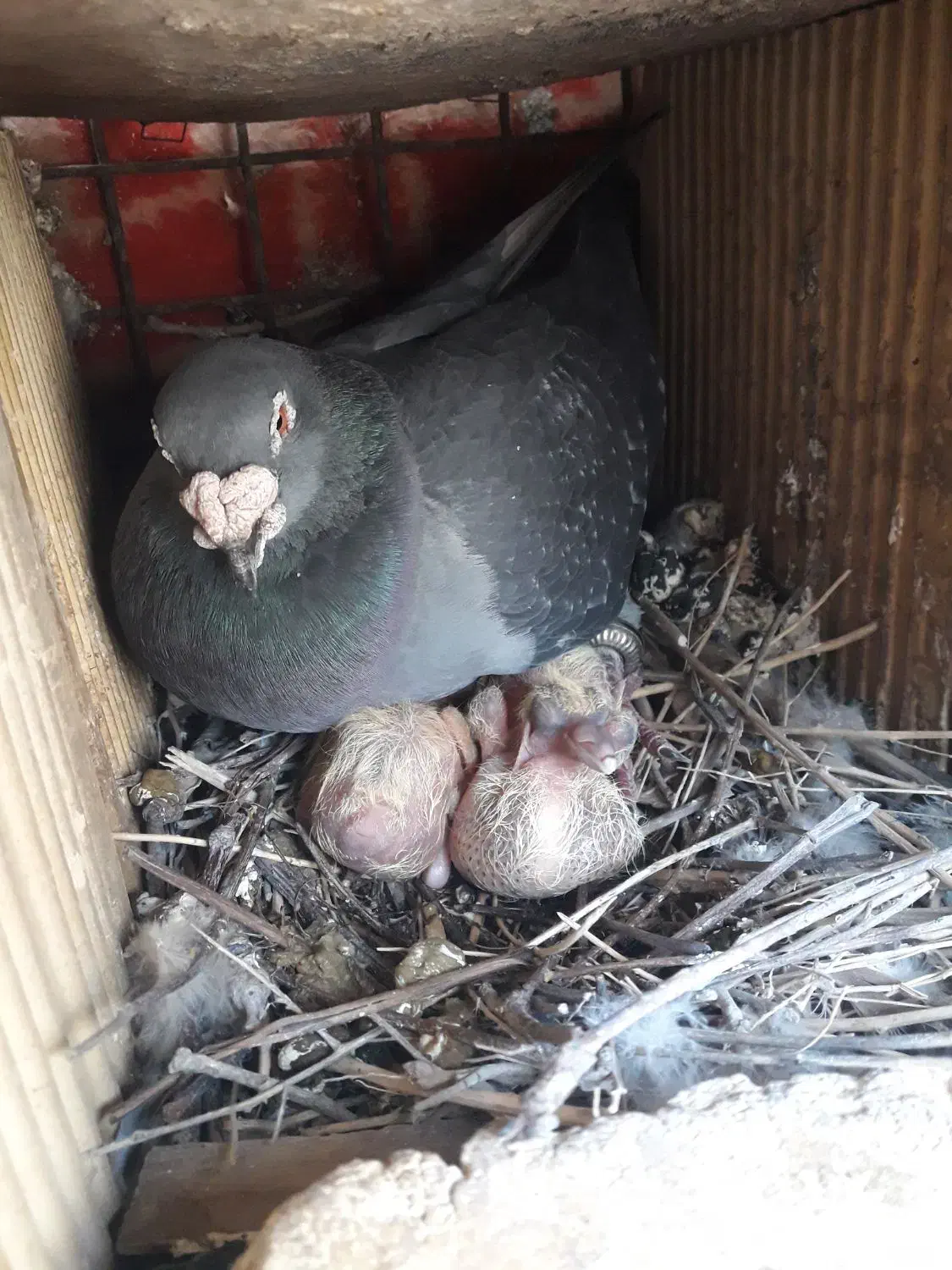 پلاکی اصل|پرنده|لردگان, |دیوار