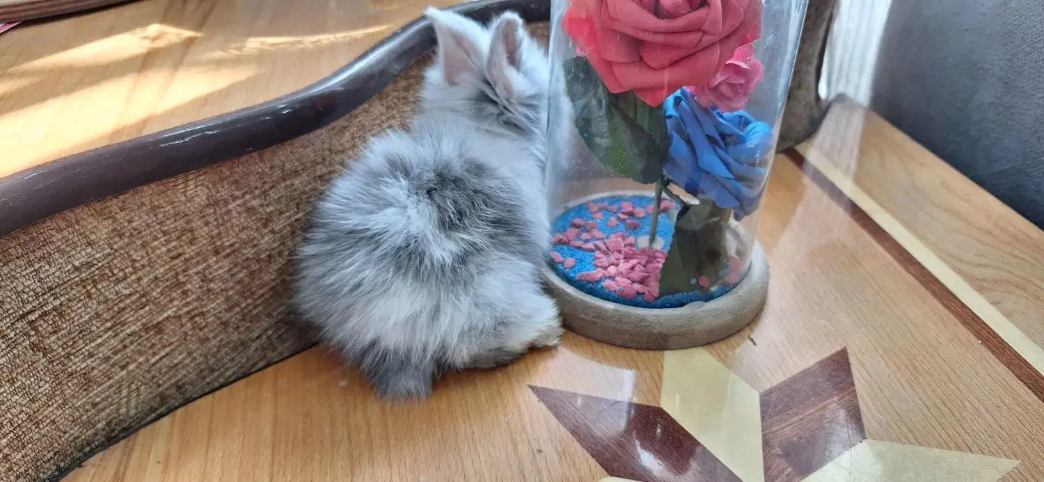 خرگوش|موش و خرگوش|کرمان, |دیوار