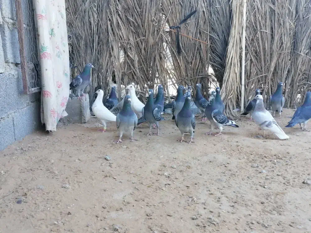 دسته پلاکی|پرنده|برازجان, |دیوار