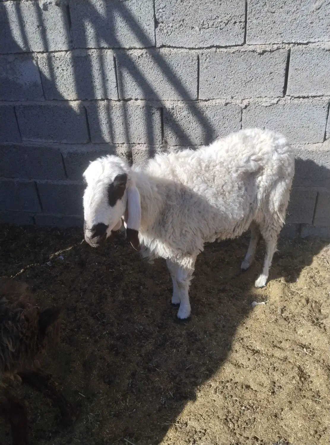 میش بزدم|حیوانات مزرعه|بیرجند, |دیوار