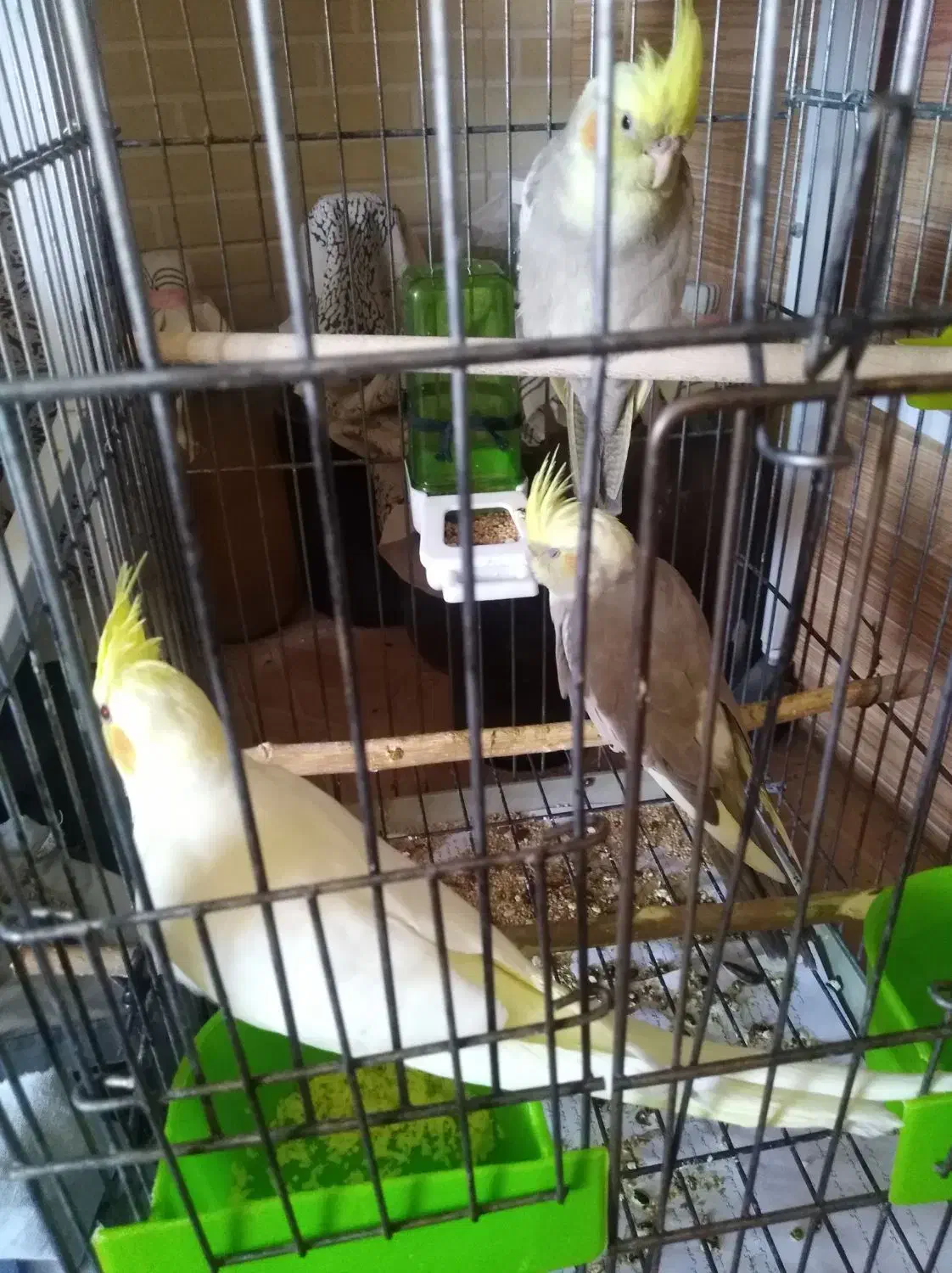 عروس هندی|پرنده|شیراز, محراب|دیوار