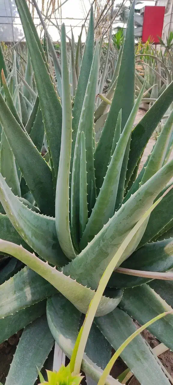 فروش ژل و برگ آلورا|آرایشی، بهداشتی، درمانی|اسکو, |دیوار