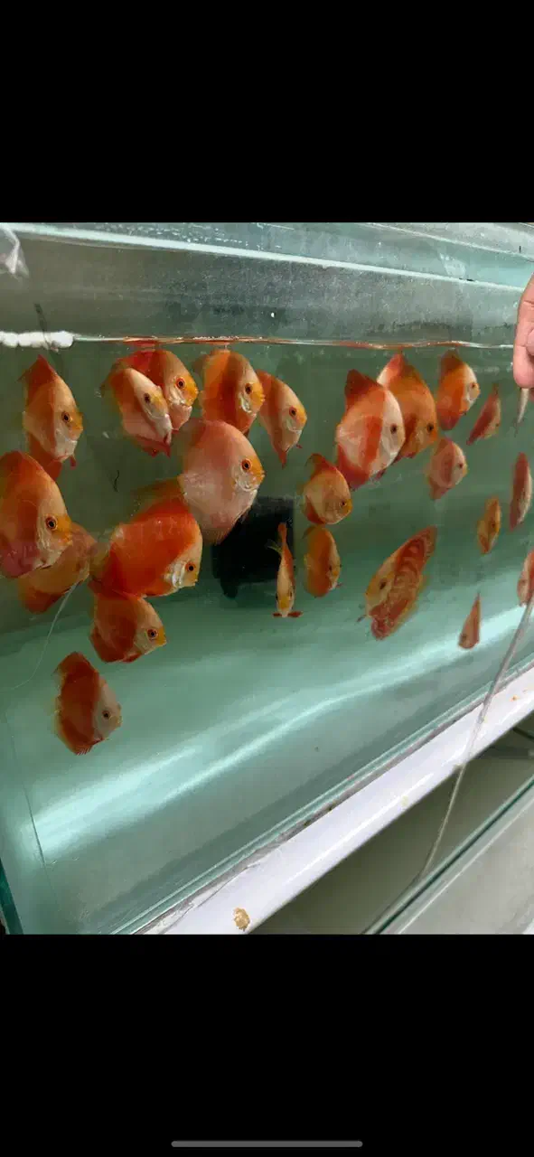 دیسکس|ماهی|پردیس, فاز ۱|دیوار