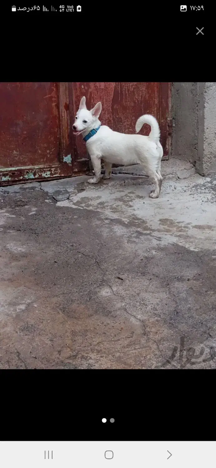 سگ گمشده|سگ|شیراز, بهارستان|دیوار
