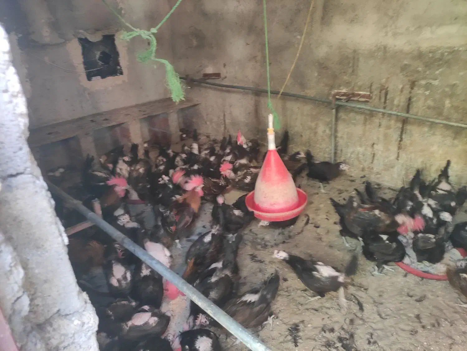 مرغ خروس جوان و تخم گزار دستگاه جوجه کشی|حیوانات مزرعه|جیرفت, |دیوار