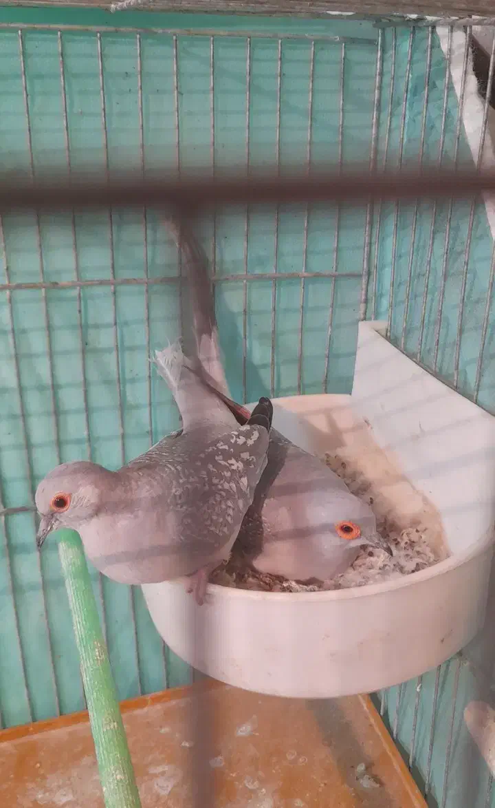 کبوتر خانگی وسهره ماده جوجه قفس|پرنده|فولادشهر, مسکن مهر فولادشهر|دیوار