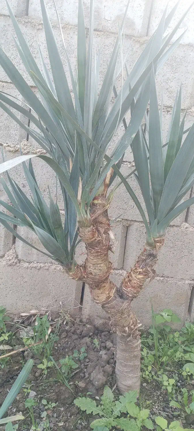 گل وگیاه از نوع یوکا|حراج|گنبد کاووس, |دیوار