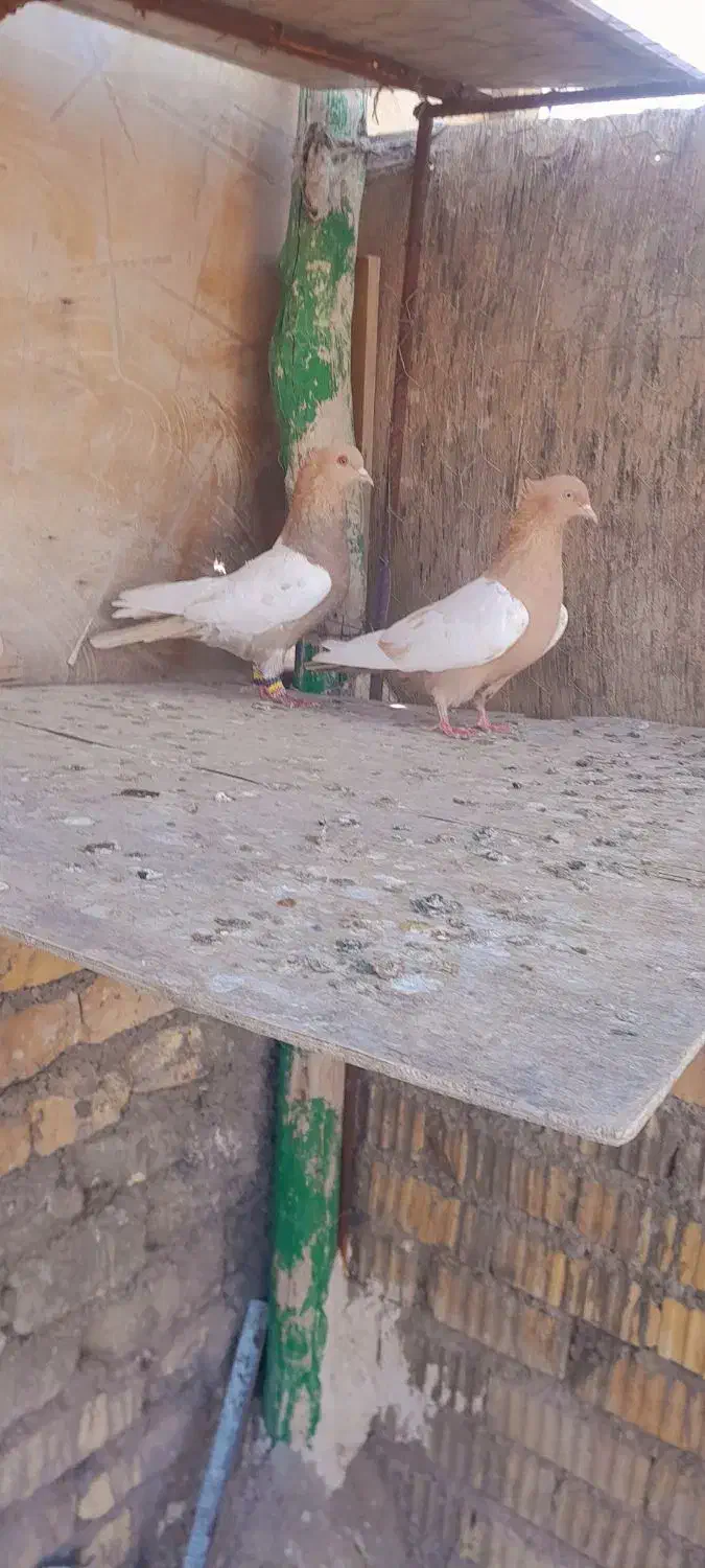 کبوترببهونی|پرنده|شیراز, سلطان آباد|دیوار