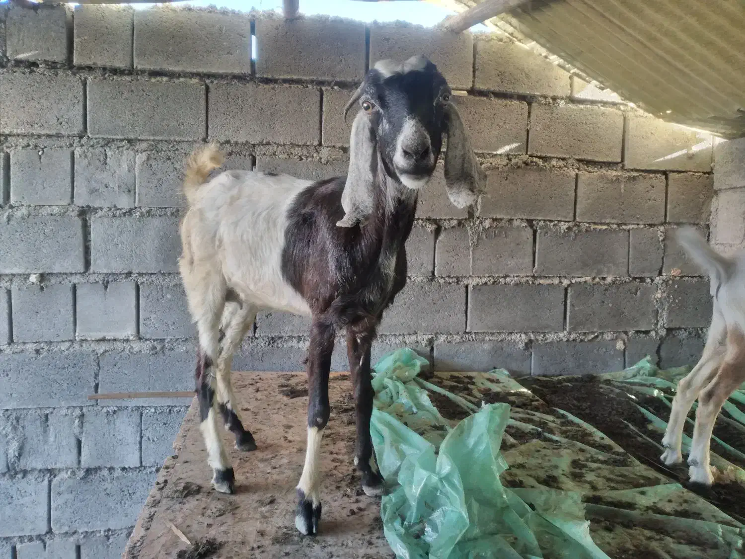 گوسفند  ماده|حیوانات مزرعه|رودخانه, |دیوار