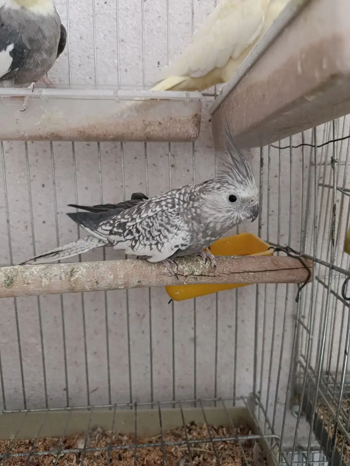 عروس وکوتوله|پرنده|ابریشم, |دیوار