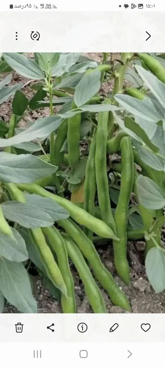 خریدوفروش بذر نخودفرنگی وباقلا برکت|خوردنی و آشامیدنی|جویبار, |دیوار