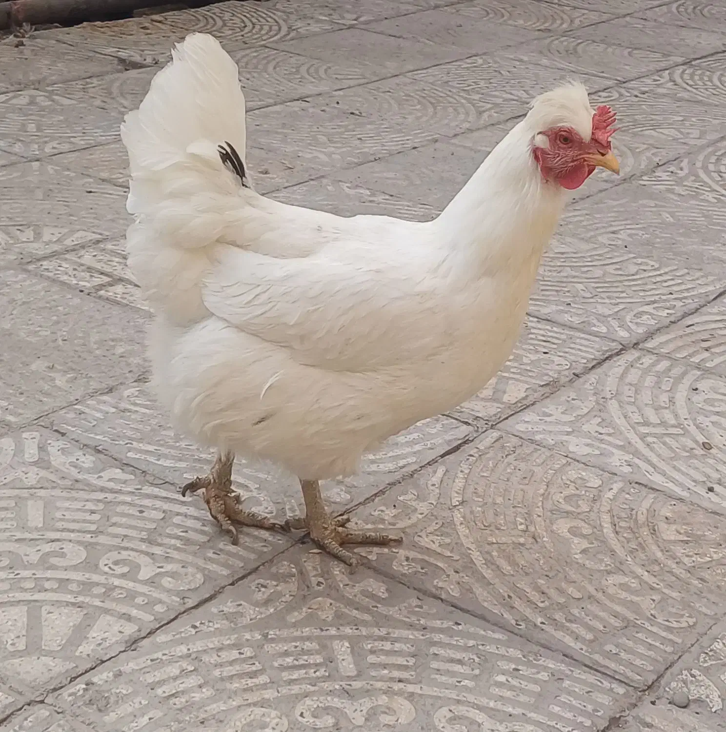 مرغ|حیوانات مزرعه|لنجان, |دیوار