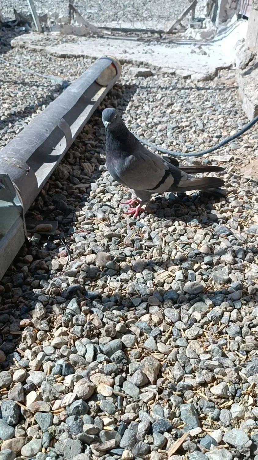 یه جفت سبز اصیل|پرنده|ریگان, |دیوار