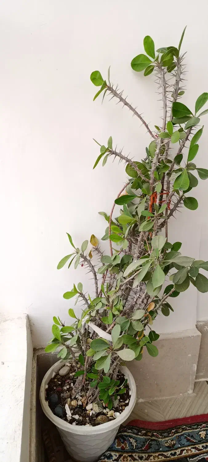 گل طبیعی شاداب|گل و گیاه طبیعی|اسدآباد, |دیوار