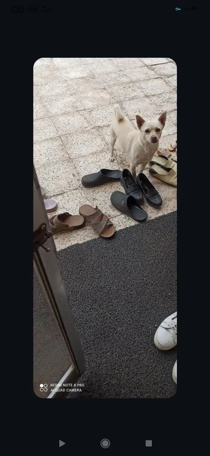 سگ نر پاکوتاه نژادشیومی|سگ|زرند, |دیوار