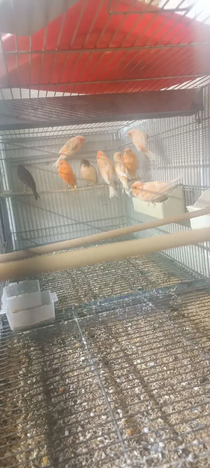 قناری نر و ماده|پرنده|سمنان, |دیوار