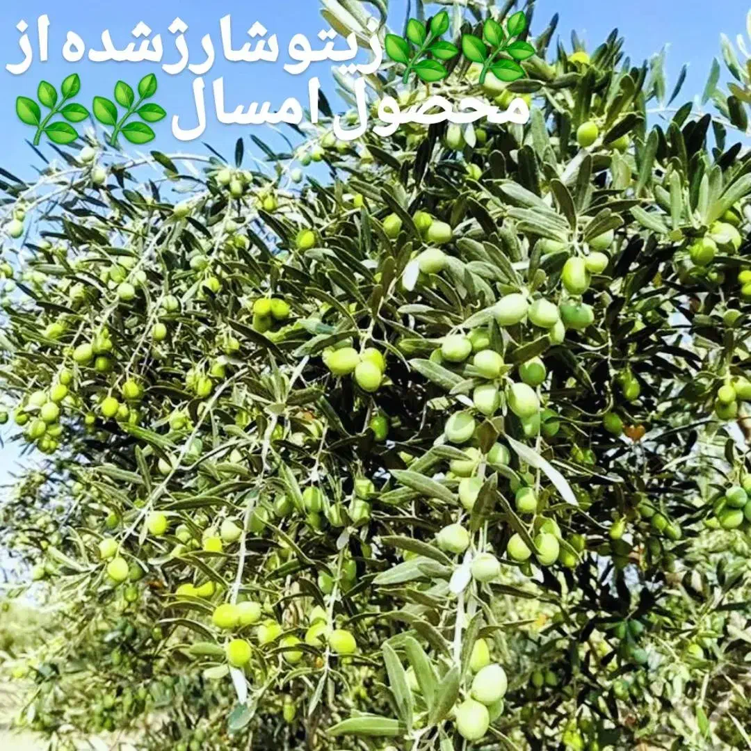 دی مارت کرج|عمدهفروشی|تهران, چیتگر جنوبی|دیوار