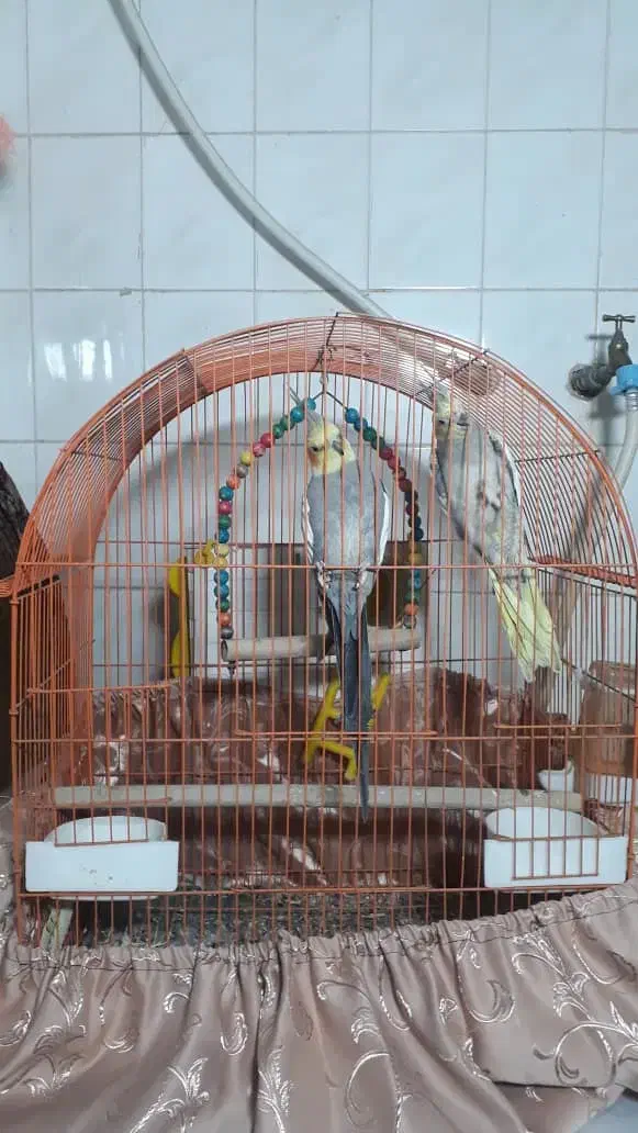 فروش عروس هلندی|پرنده|اندیمشک, |دیوار